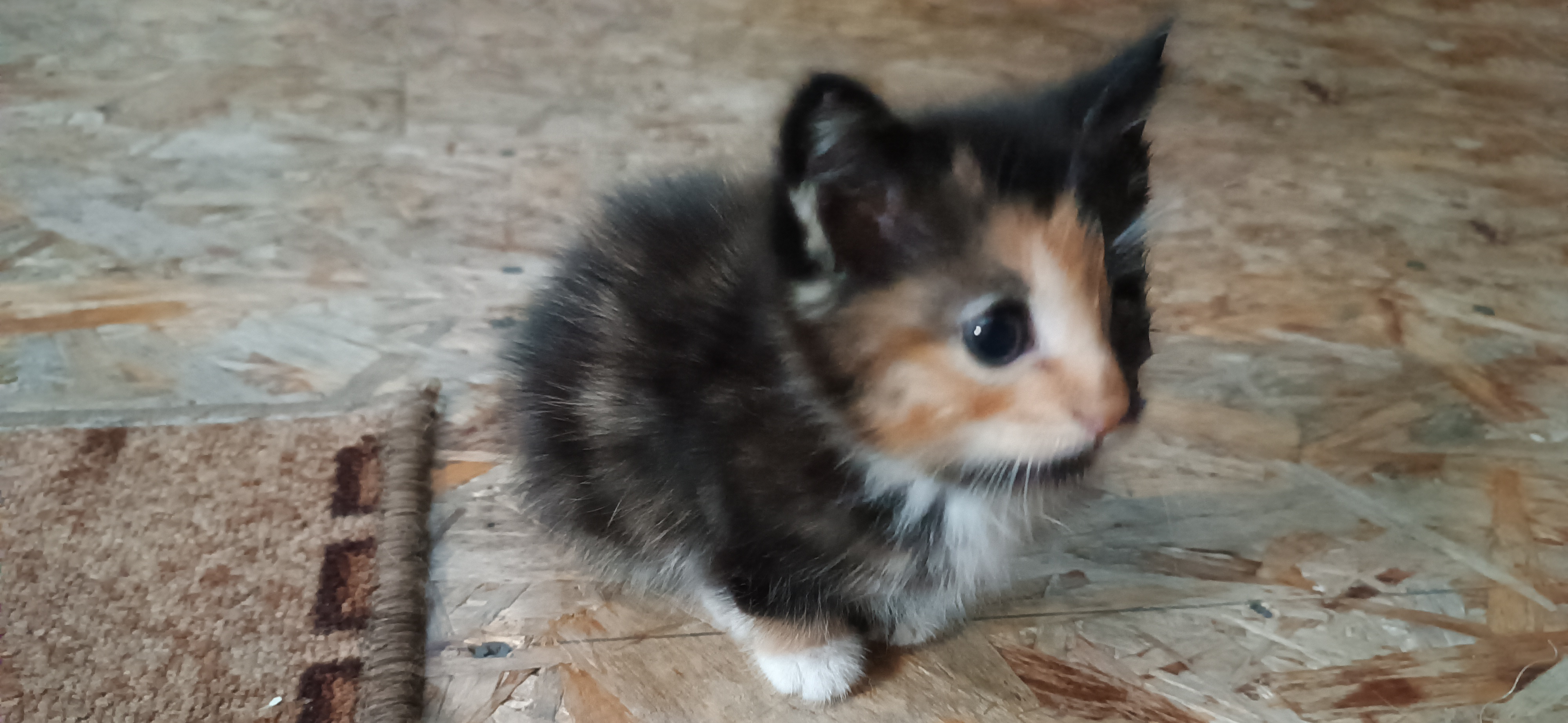 Я нашла котенка у подъезда, и теперь Ириска живет у бабушки