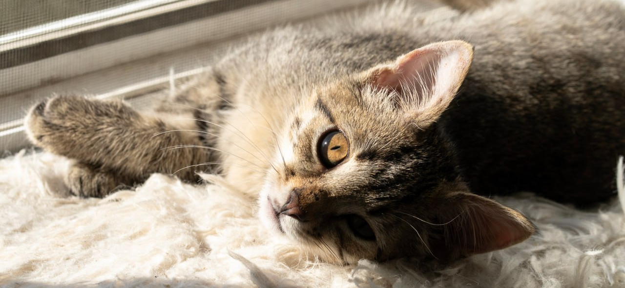 Я подобрала с улицы котенка, вылечила его и нашла любящую семью