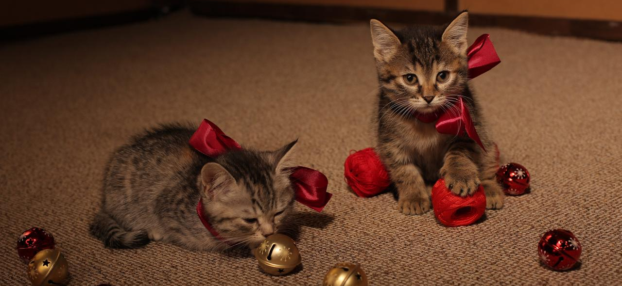 Фото питомцев: котята Пинка и Матисса желают всем прекрасных новогодних праздников