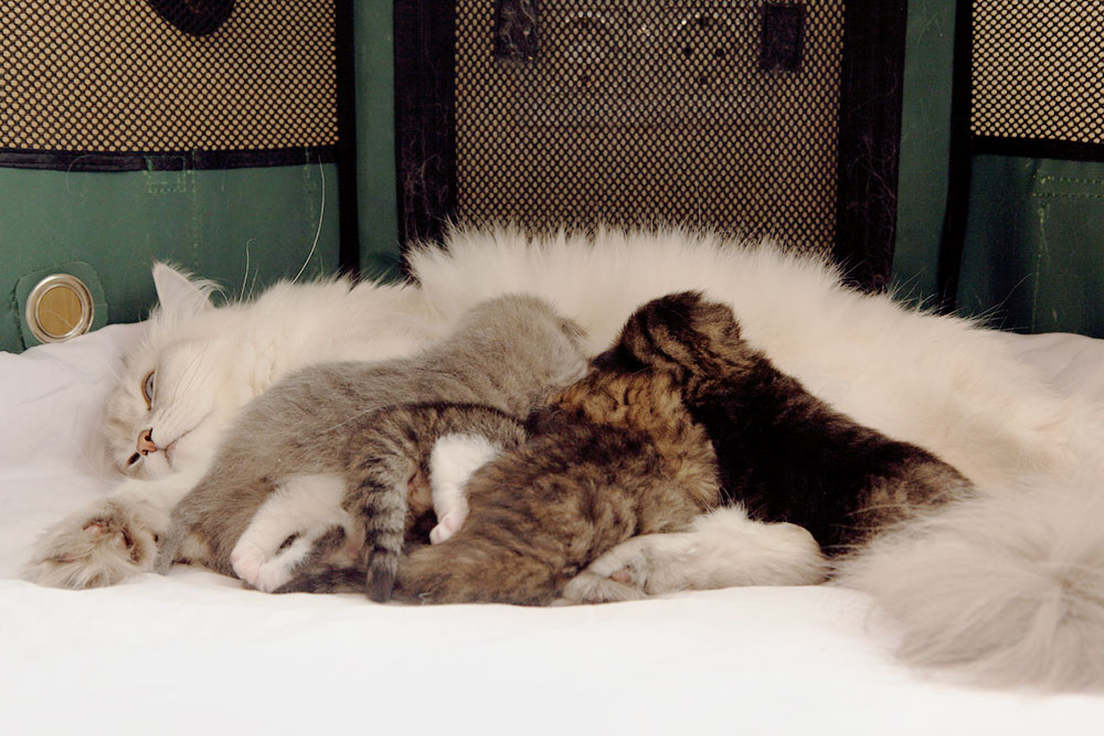 В манеже кошке с котятами очень удобно