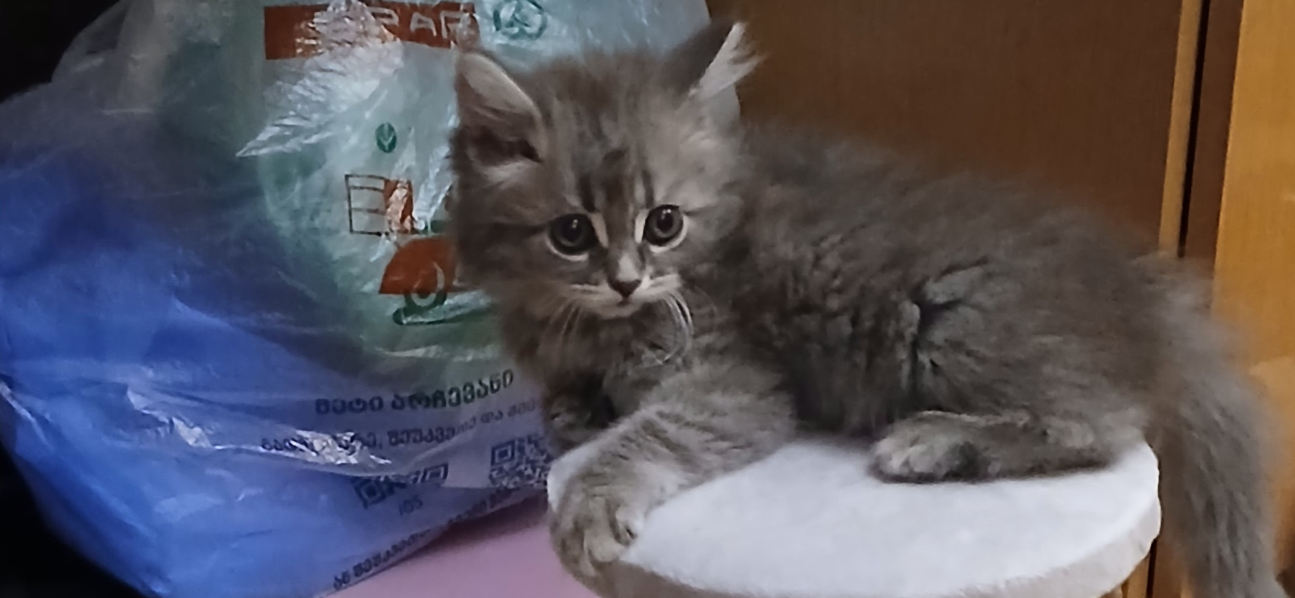 Фото питомца: котенок Алиса живет свою лучшую жизнь