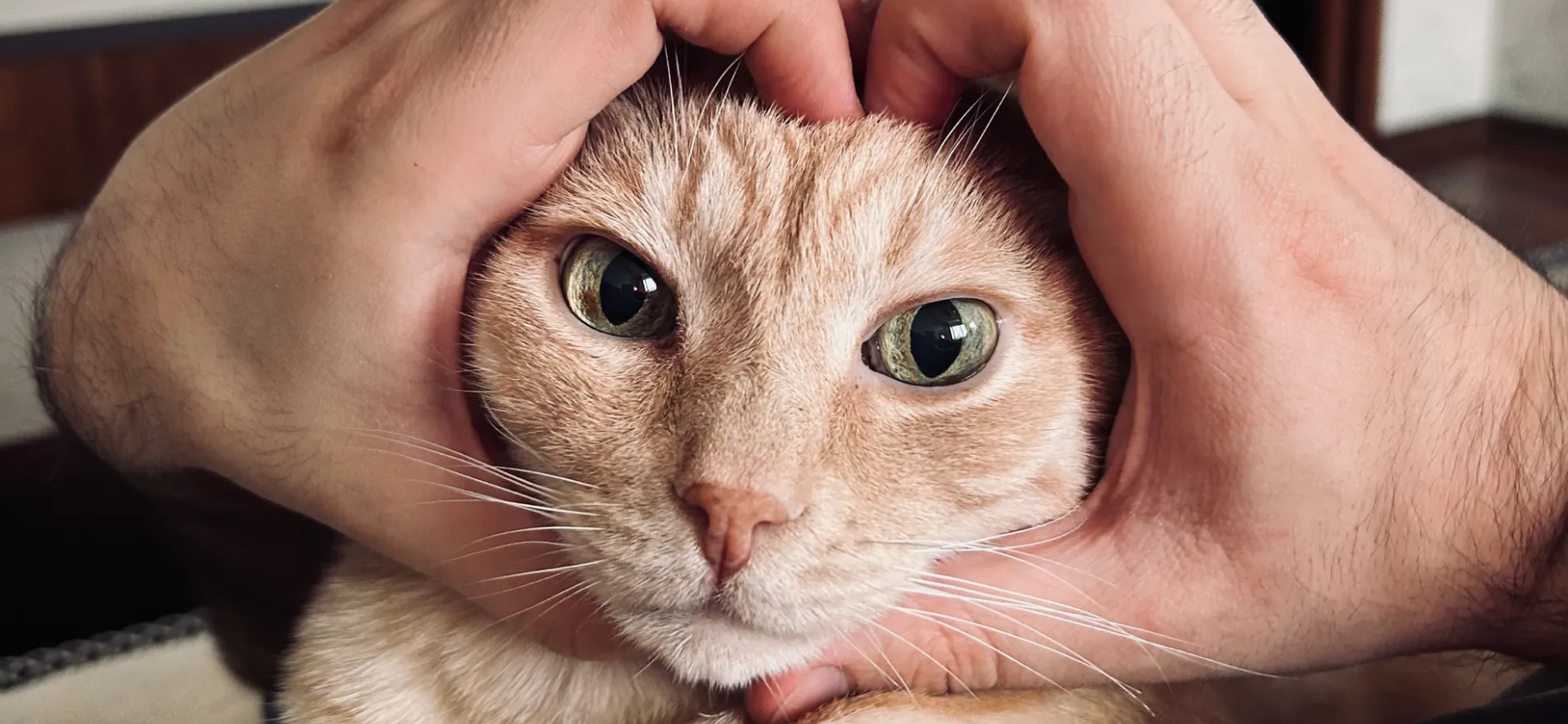 «Наглая и самая любимая»: 10 кошек и котов, которых теперь не узнать