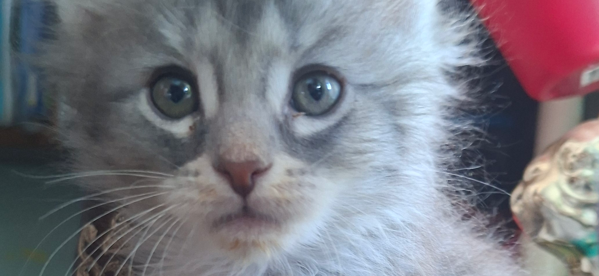 Фото питомца: котенок Иней поел и размышляет о жизни