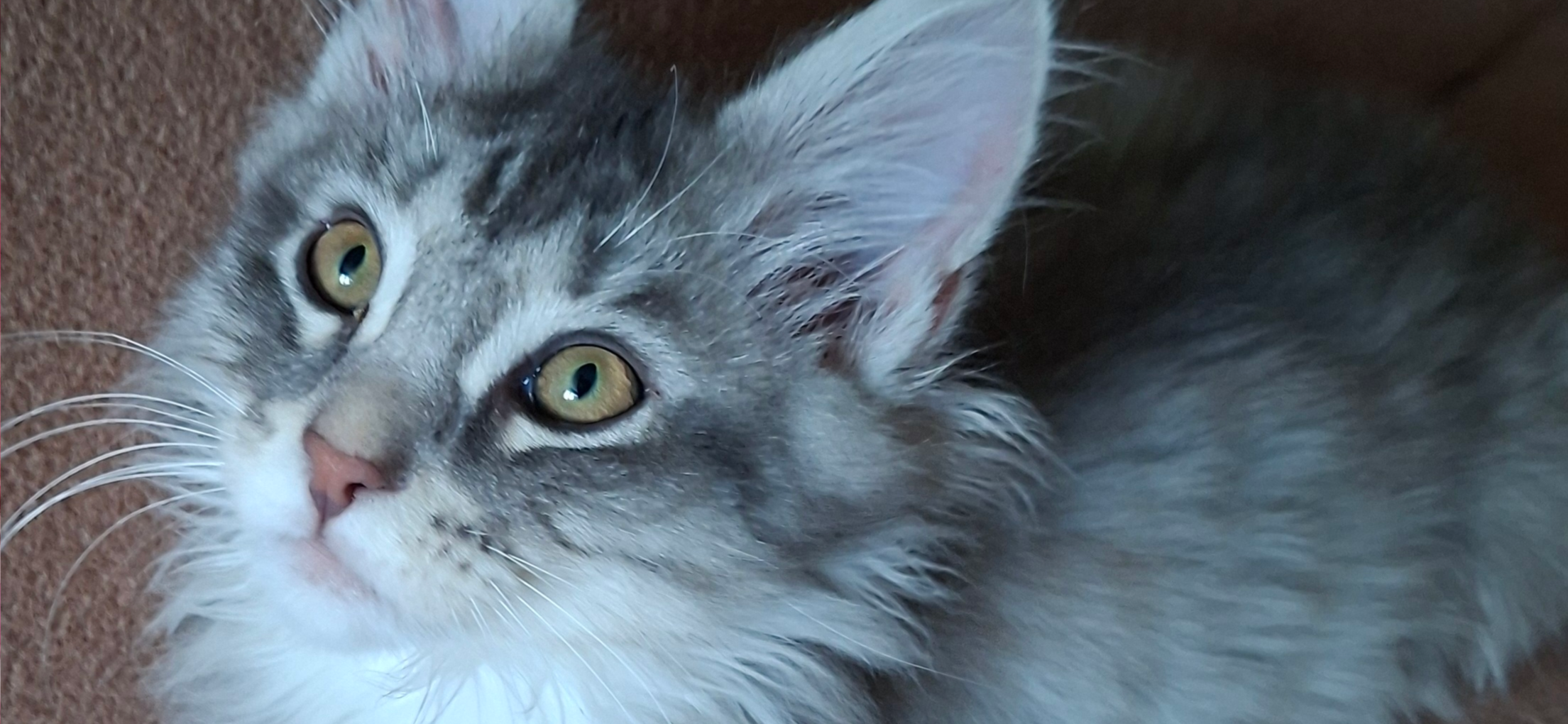 Фото питомца: котенок Иней вальяжно лежит на диване