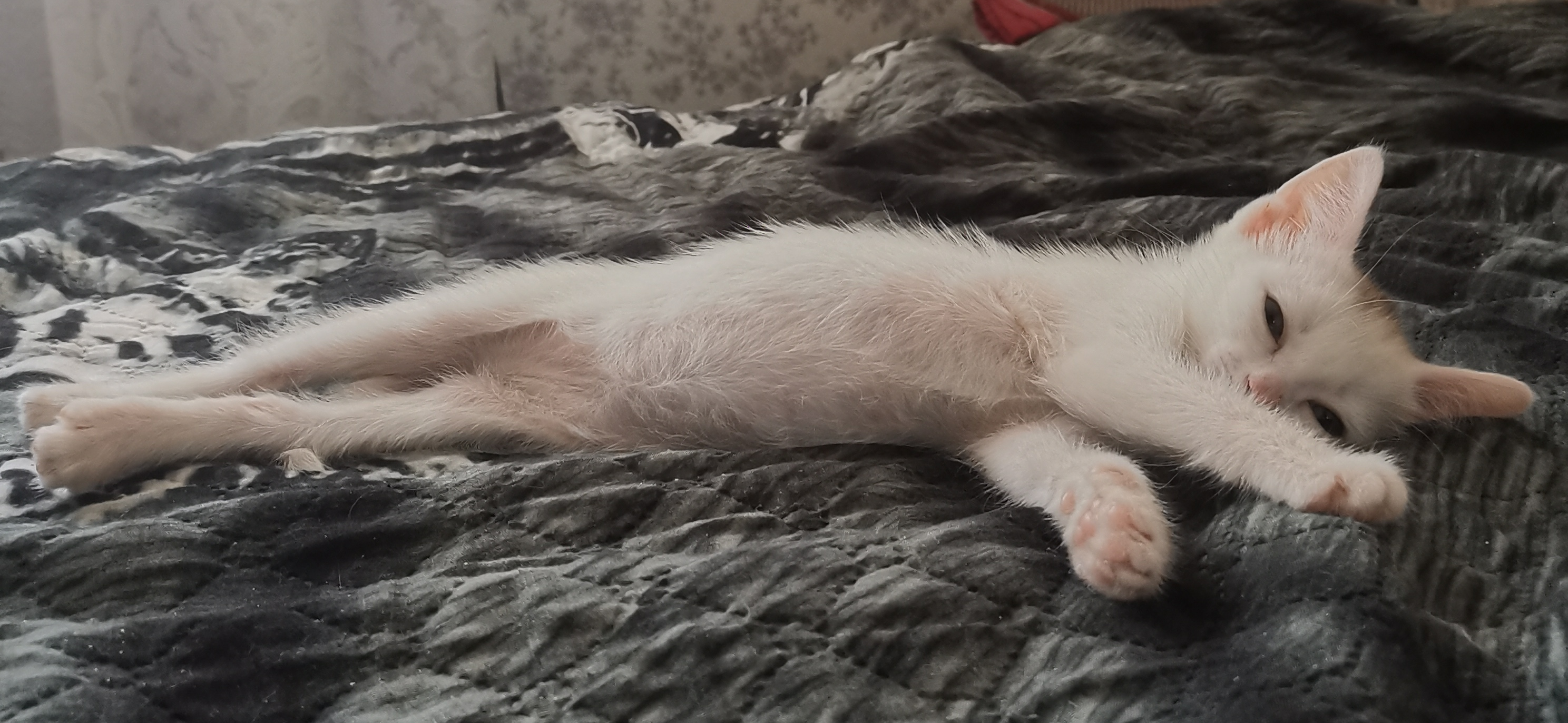 Фото питомца: котенок Ириска сладко спит