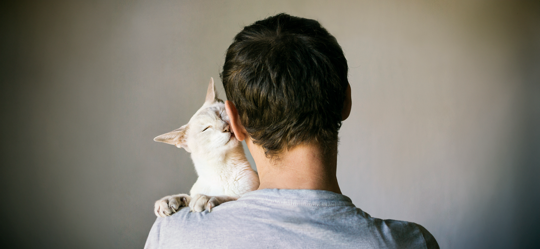 Как понять, что кошка вас любит: 5 призна­ков