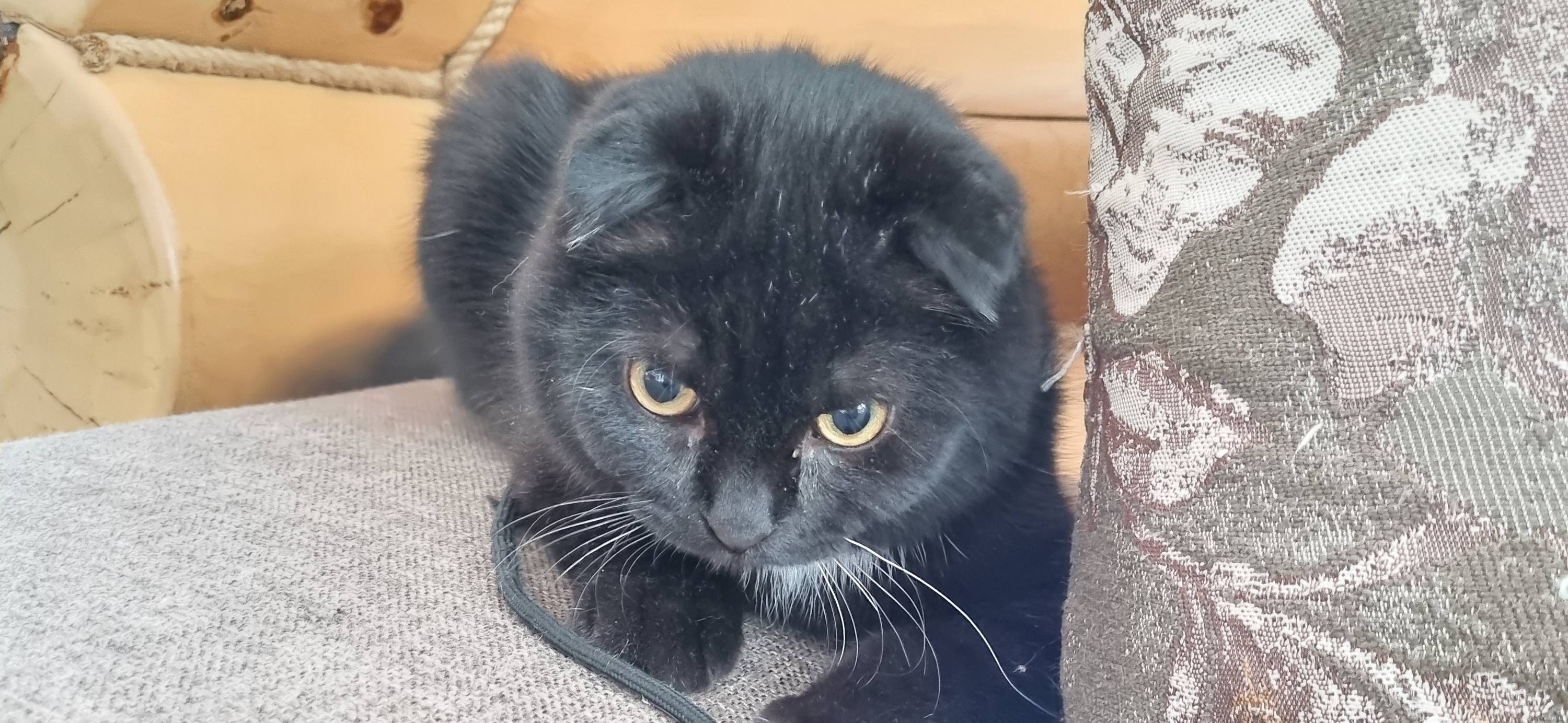 Фото питомца: котенок Марсик играет