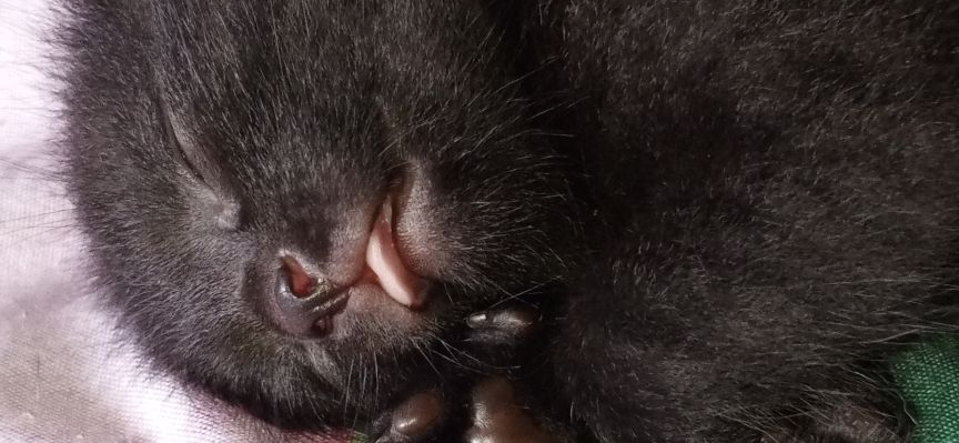 Фото питомца: котенок Уголек сладко спит