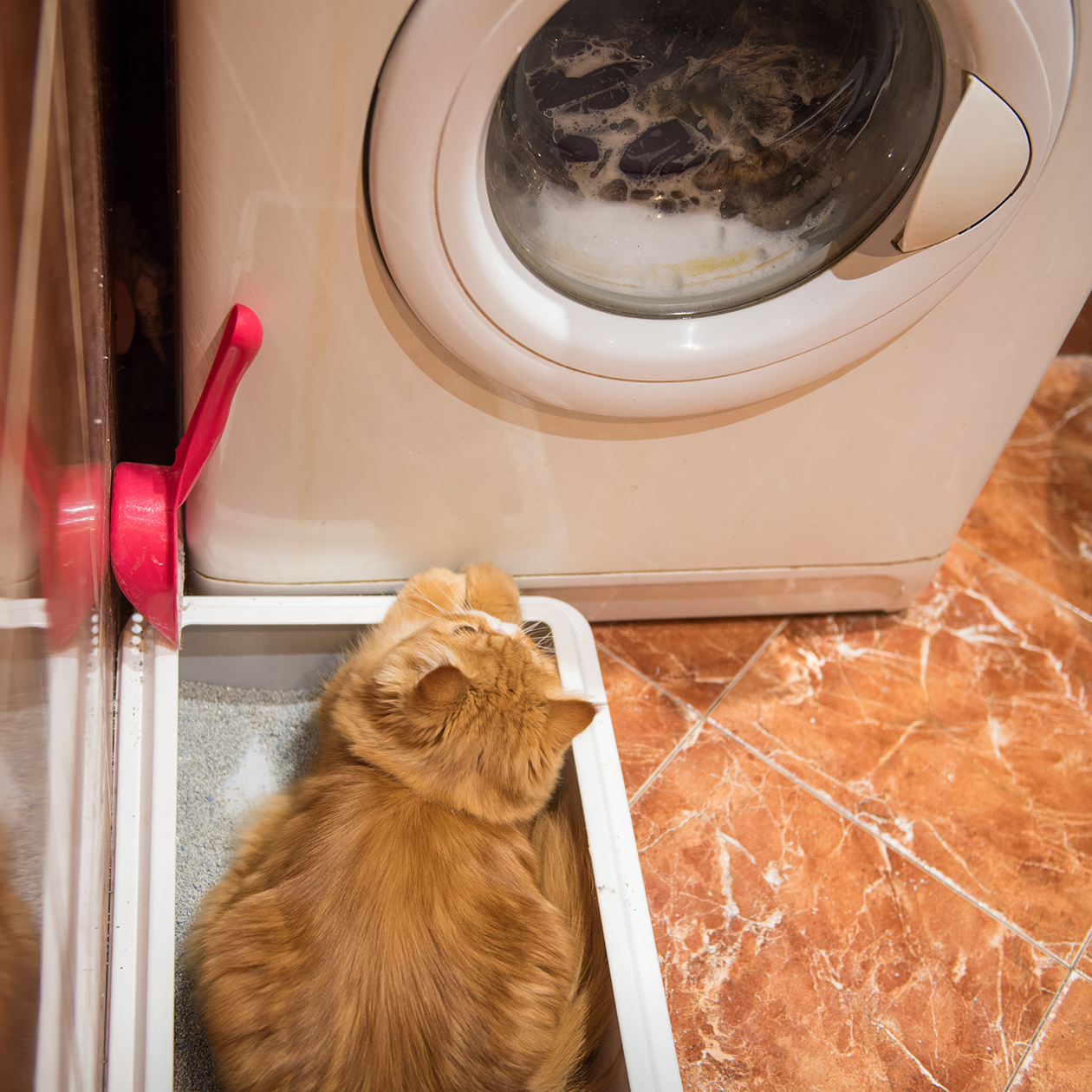 Если лоток вашей кошки стоит рядом со стиральной машиной, питомцу может быть некомфортно справлять нужду из⁠-⁠за шума машинки. Фотография: Zanna Pesnina / Shutterstock