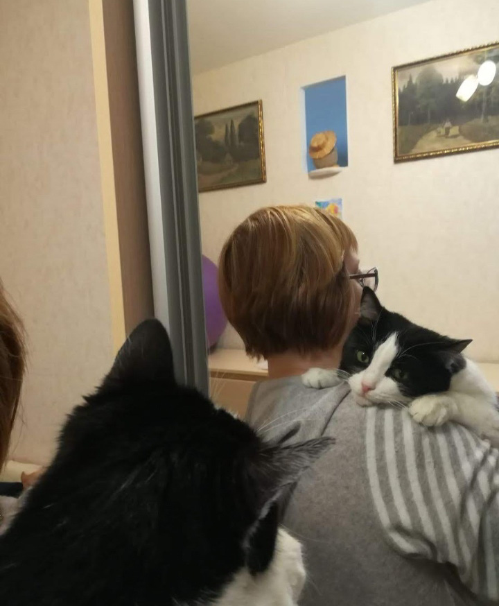 Фото питомца: кошка Шаня залезла на ручки к котомаме