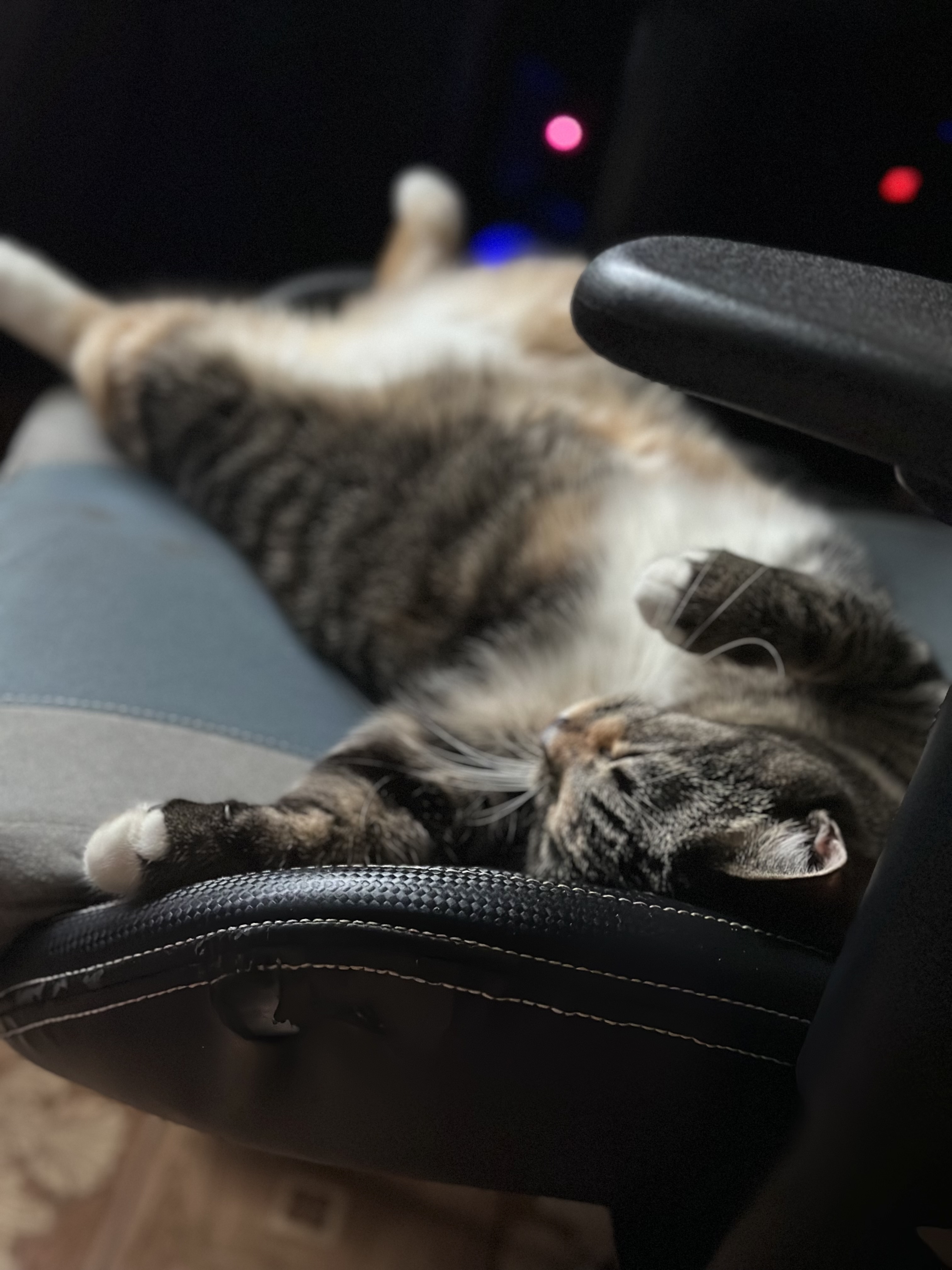 Фото питомца: кошка Шерри отдыхает и позирует в лучах солнца