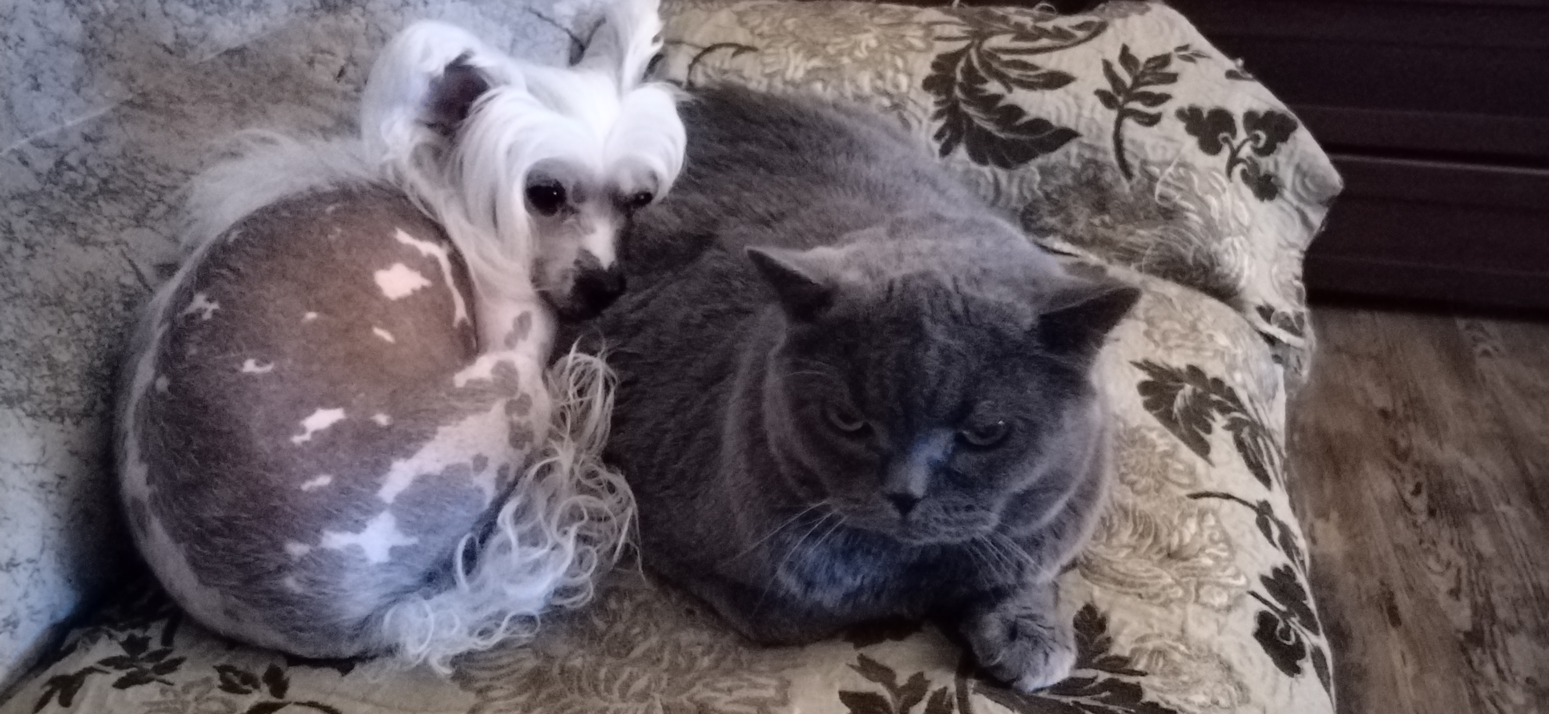 Фото питомцев: кот и пес демонстрируют дружбу