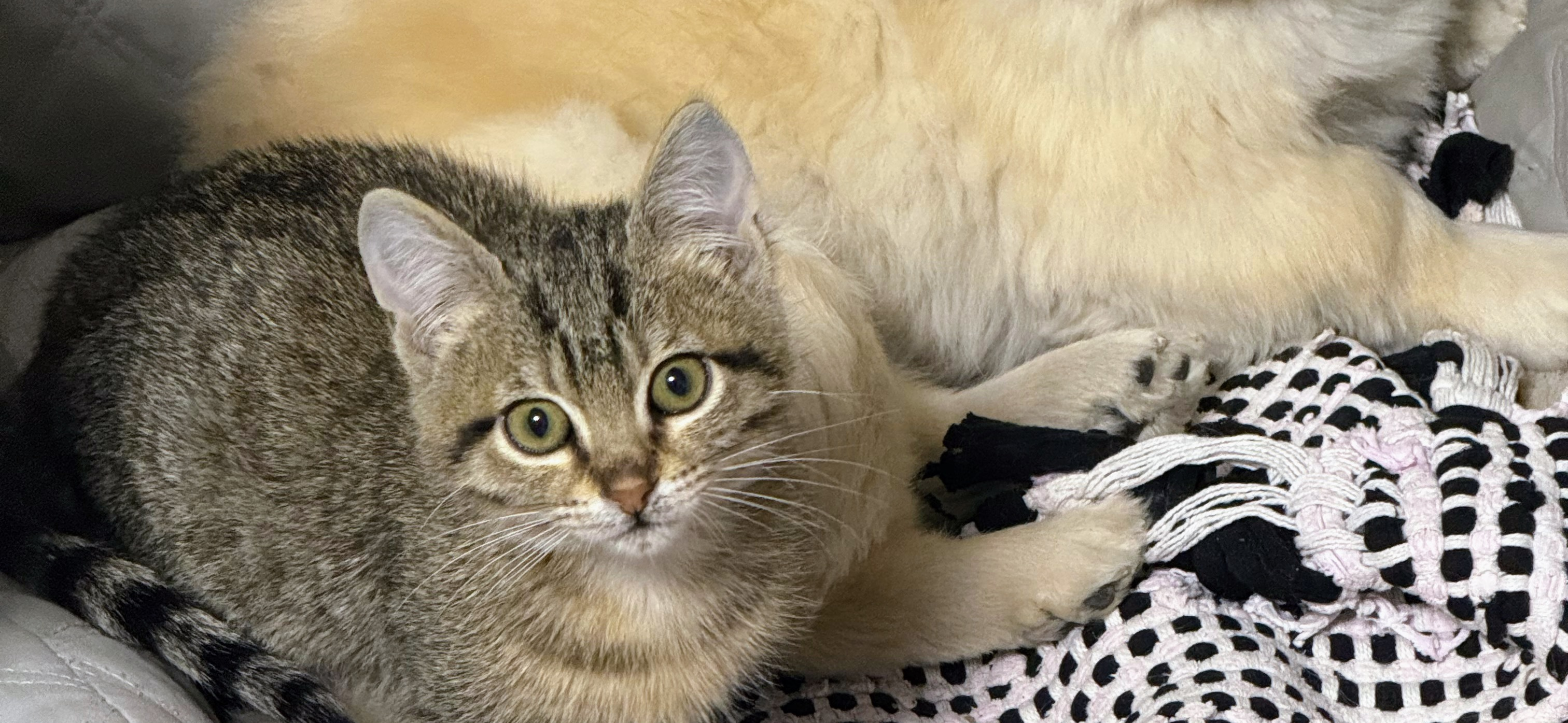 Фото питомцев: кот и собака отдыхают