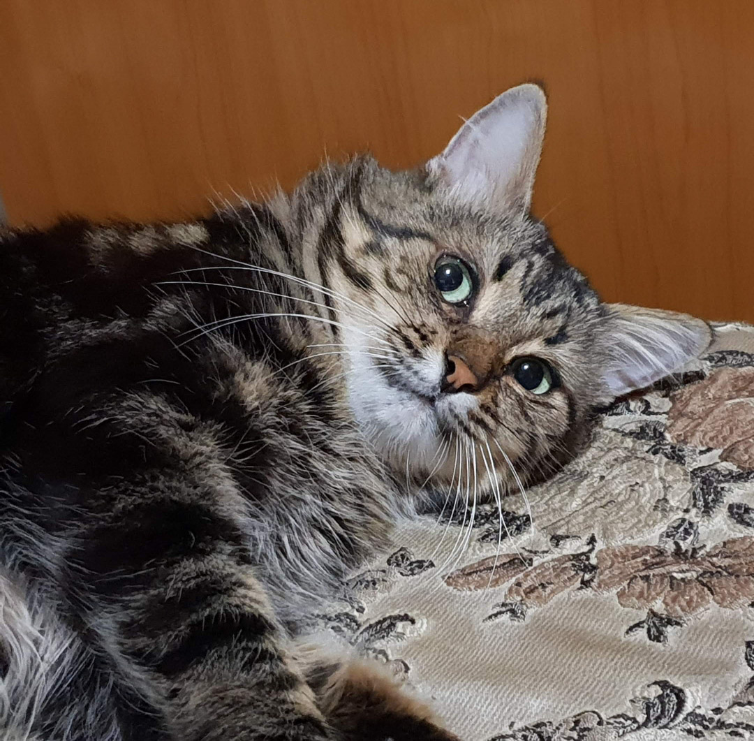 Фото питомца: кот Кузьма отдыхает