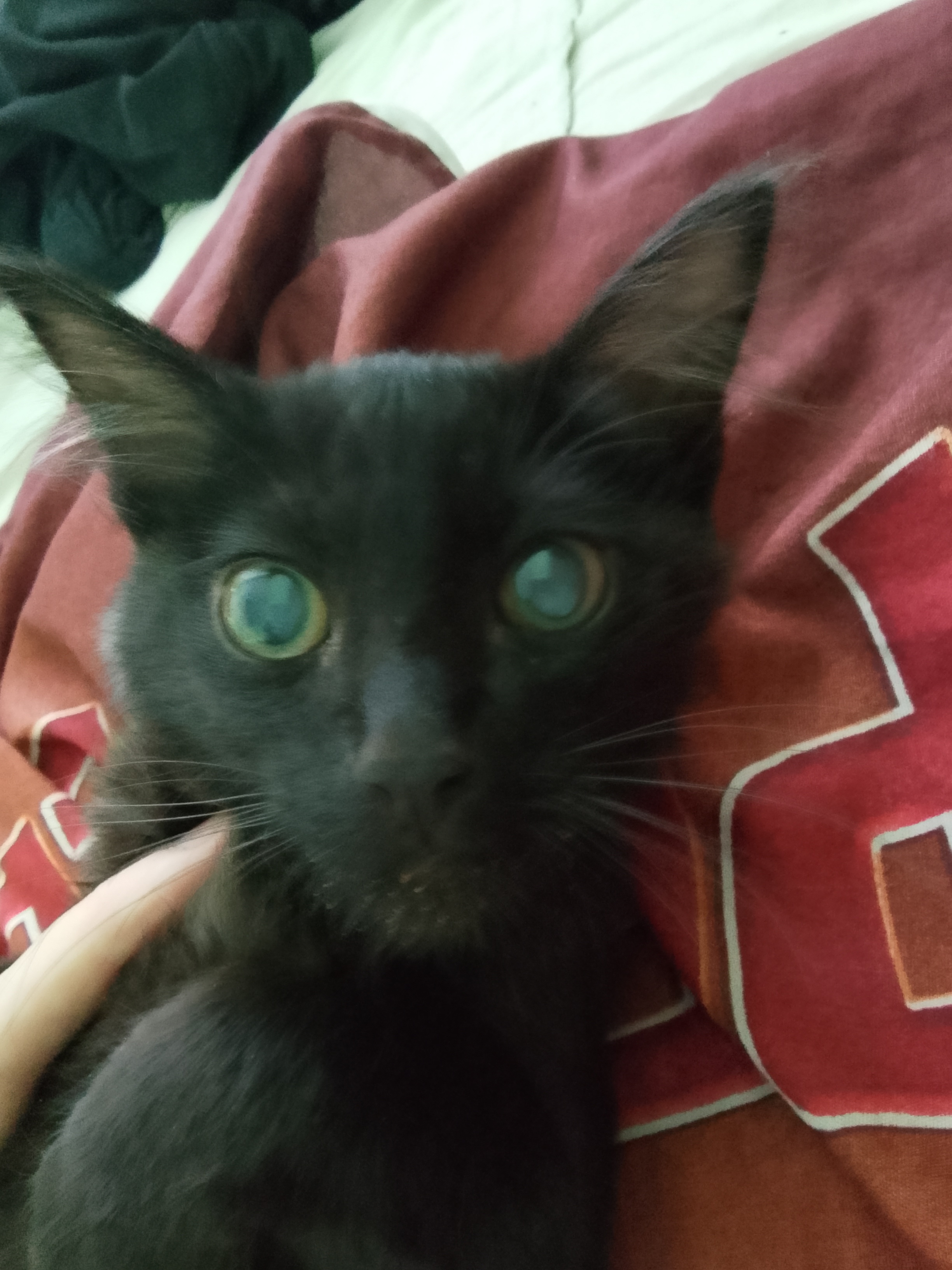 Фото питомца: кот Малыш смотрит в объектив