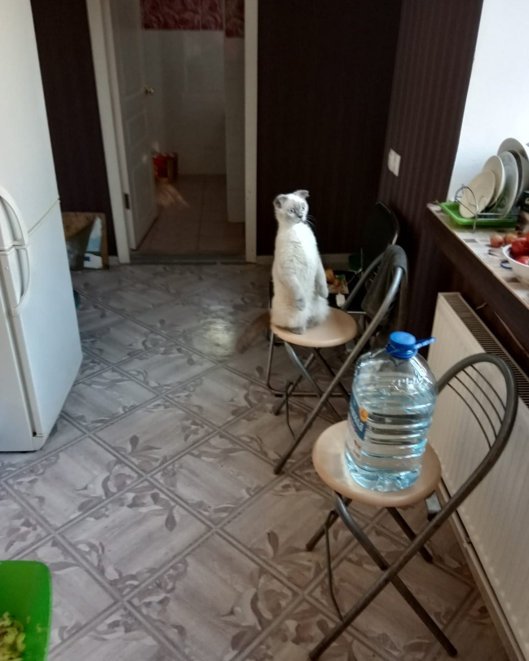 Фото питомца: кот Микас ждет гостей