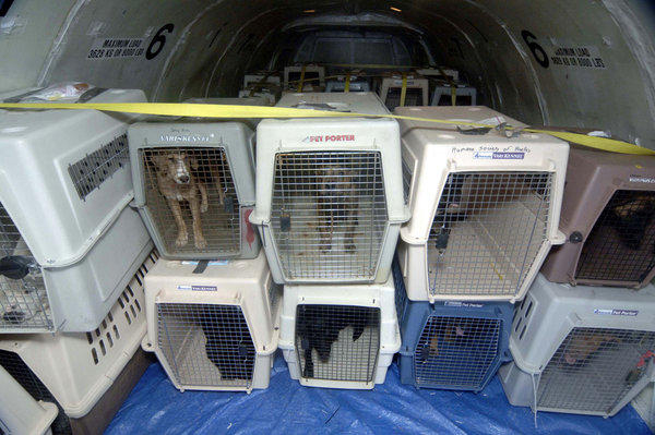 Как перевозить собаку или кота в самолете: документы, правила при перевозе  животных в самолете