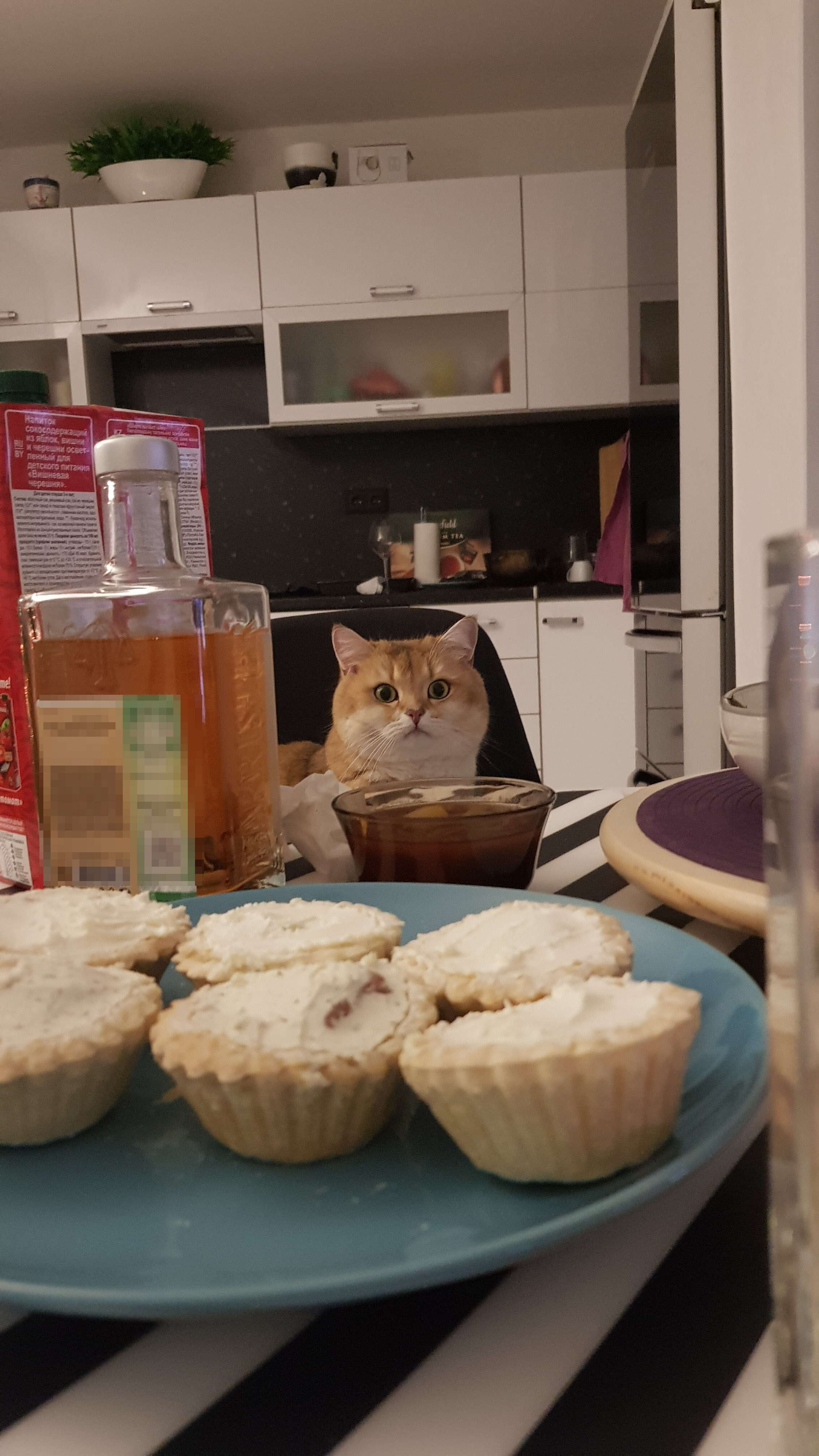 Фото питомца: кот требует банкет