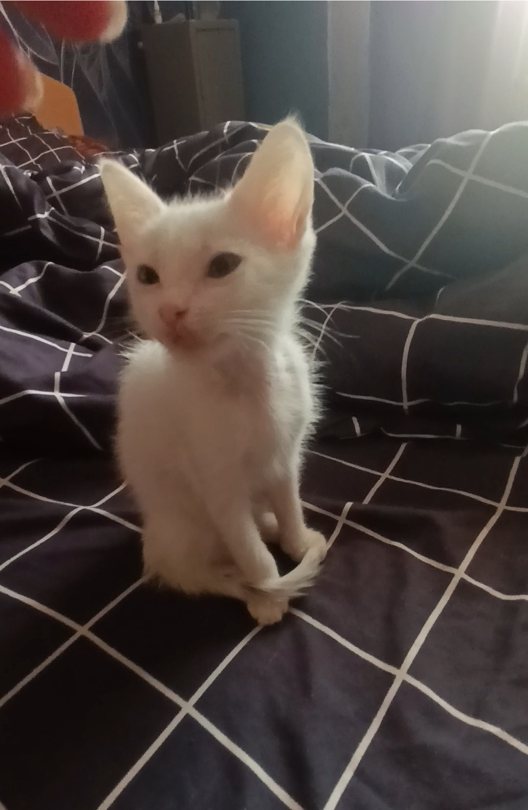 Я нашла котенка Шанечку в поле у обочины трассы и забрала ее домой