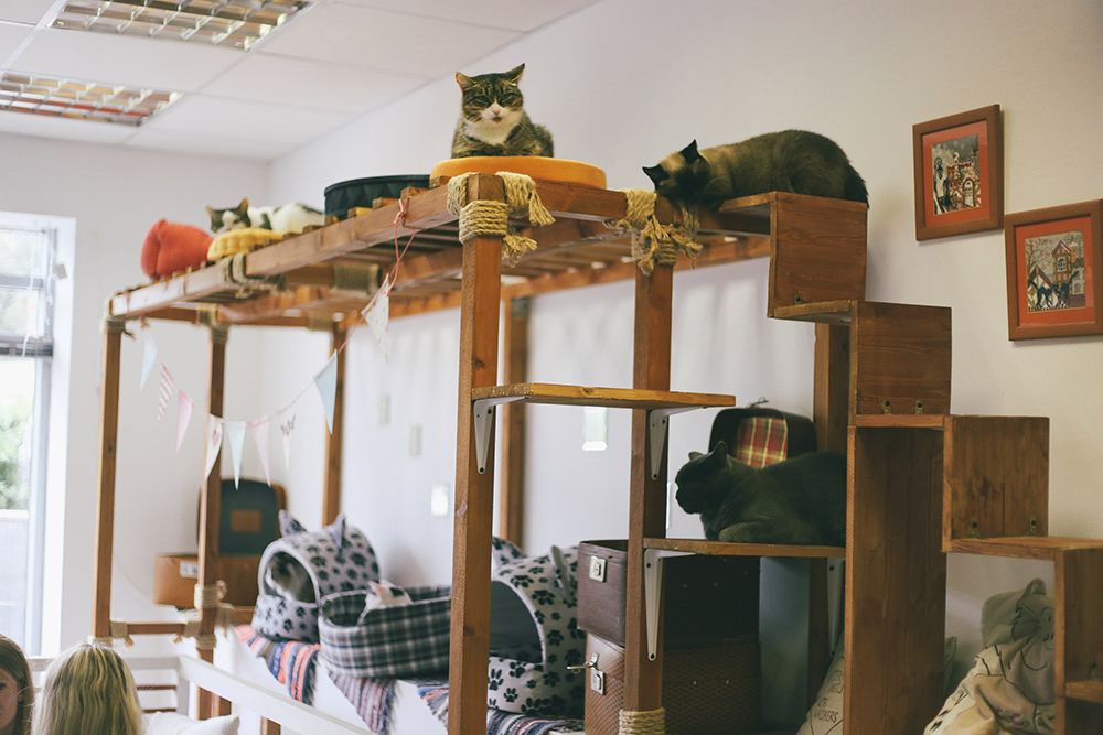 Чтобы сделать лесенки для котов, купили бруски и рейки на 5000 ₽ в «Леруа Мерлене»