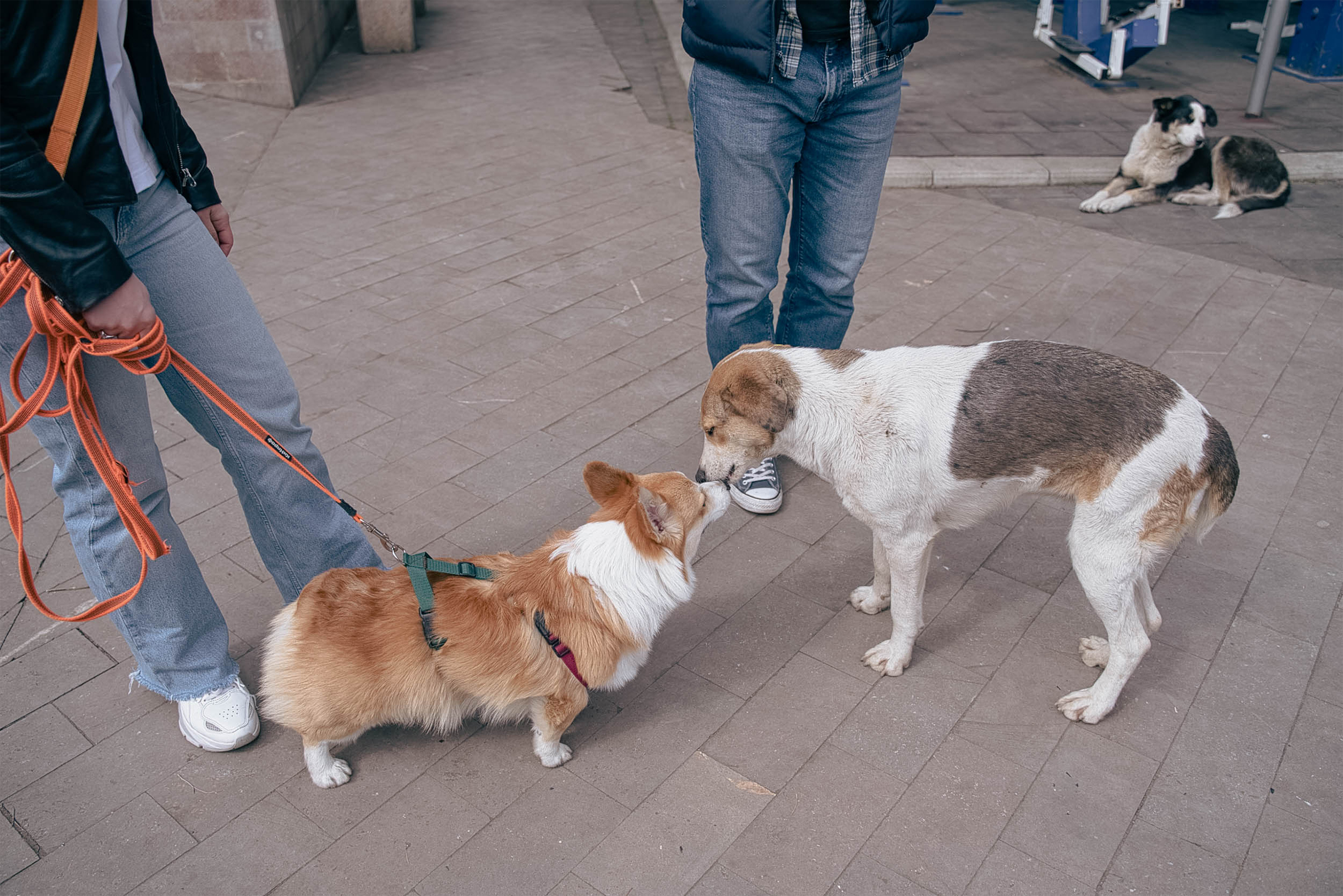 В Тбилиси множество уличных собак, и часто они не прочь пообщаться
