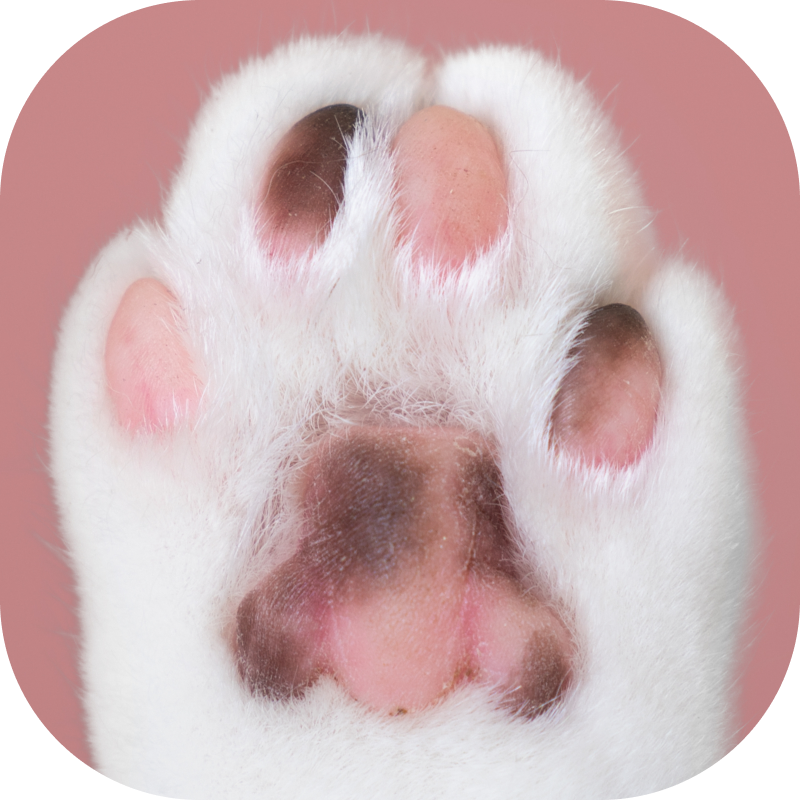 Ну у вас тут и зоопарк!