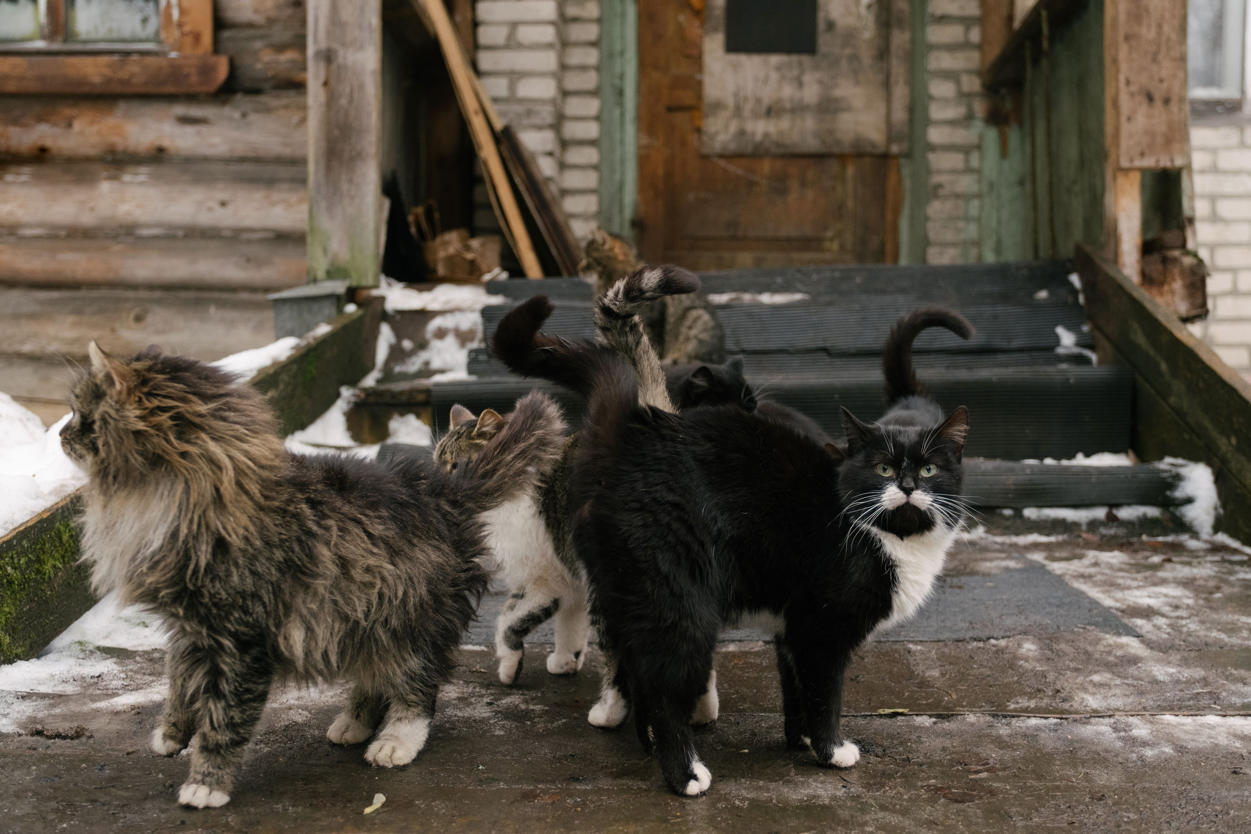 По решению Миши все кошки на территории лагеря стерилизованы, а вот коты не кастрированы