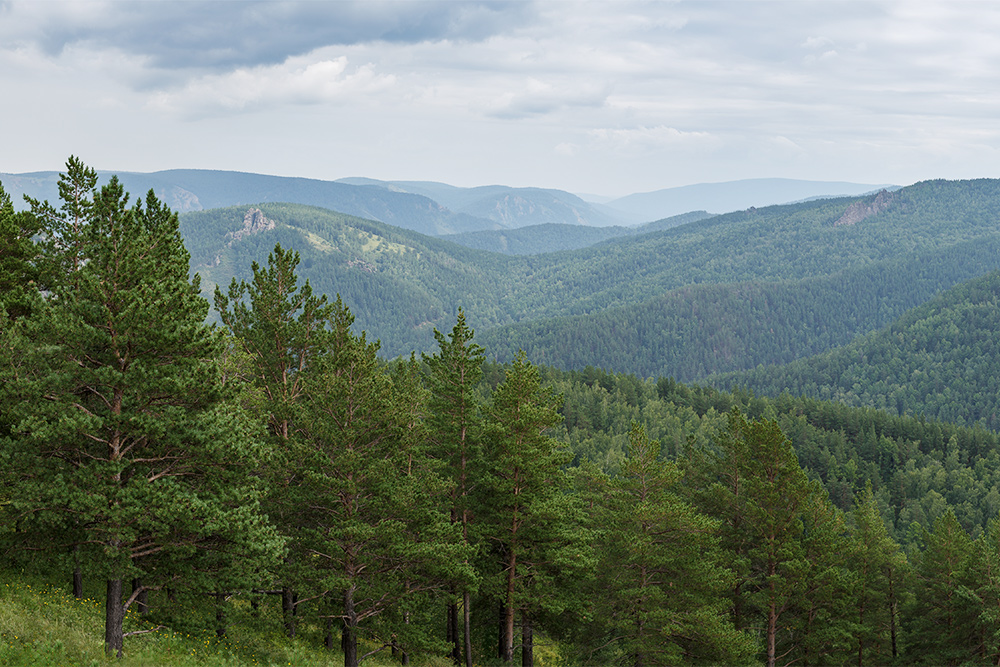 Вид со смотровой площадки на скалы и тайгу. Фото: Andrew Berezovsky / Shutterstock
