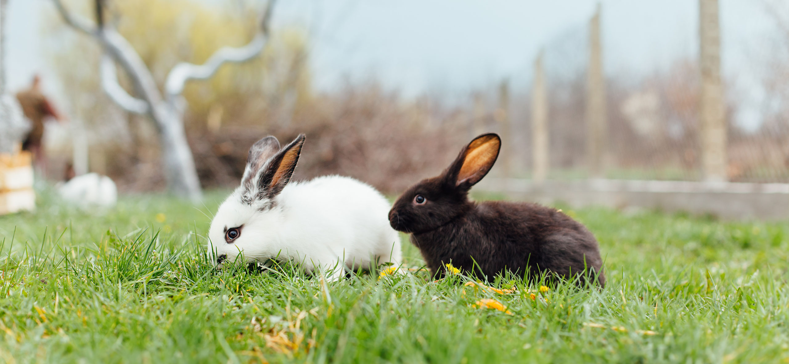 Препараты для лечения кроликов - чем лечить кроликов?