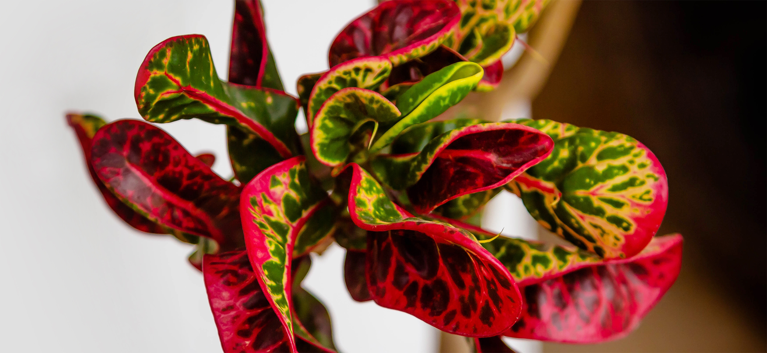 Как вырастить кротон — капризного короля пестрой листвы