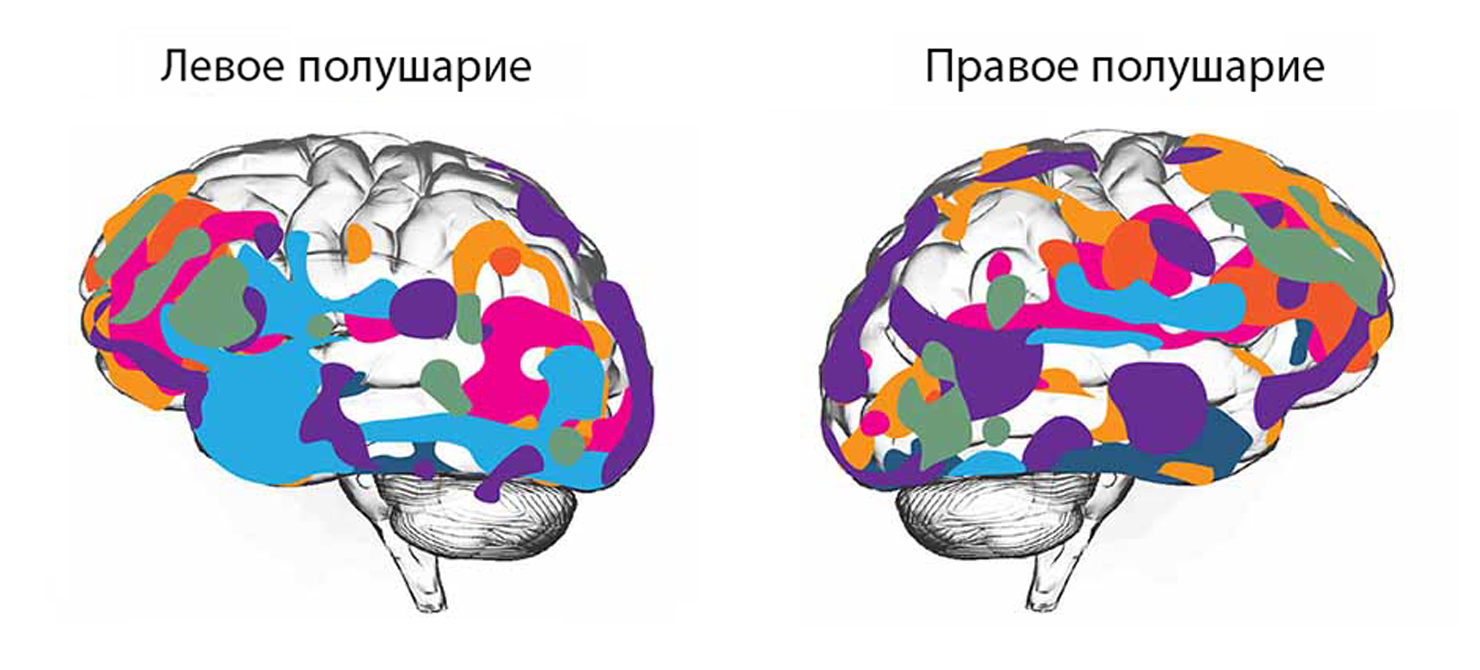 Области мозга, которые, по результатам разных исследований, связаны с интеллектом. Среди них лобная и височная доли, средняя височная извилина, парагиппокампальная извилина и другие. Источник: frontiersin.org