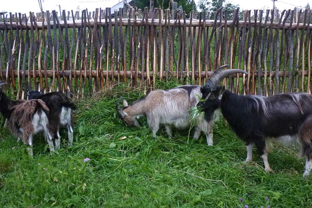 Мы принесли козам в загон скошенную траву