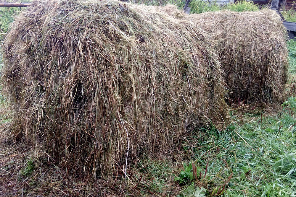 Рулон сена стоит 1000 рублей. На зиму для одной козы нужно 2,5 таких рулона. Сено должно быть заготовлено в солнечную погоду, иначе оно может сгнить