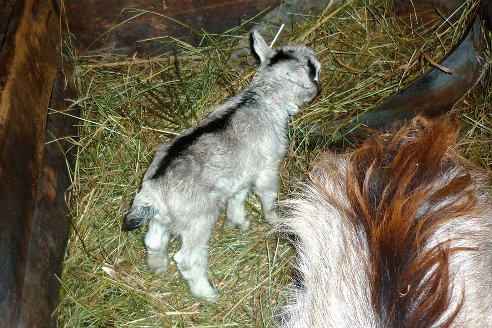 Козлята живут вместе с мамой первые 1,5—2 месяца до тех пор, пока не перейдут на питание травой и сеном