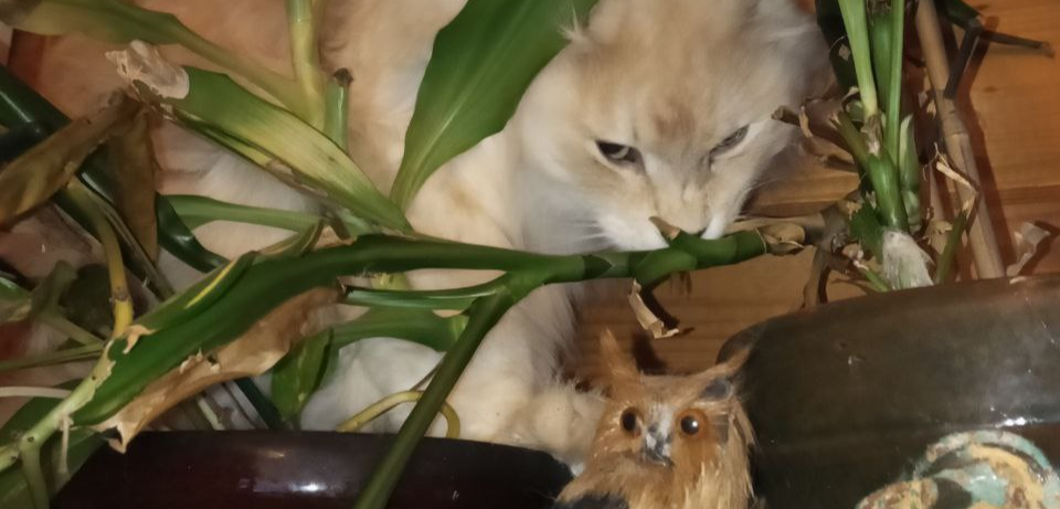 Фото питомца: курильский бобтейл Барон интересуется игрушечным совенком