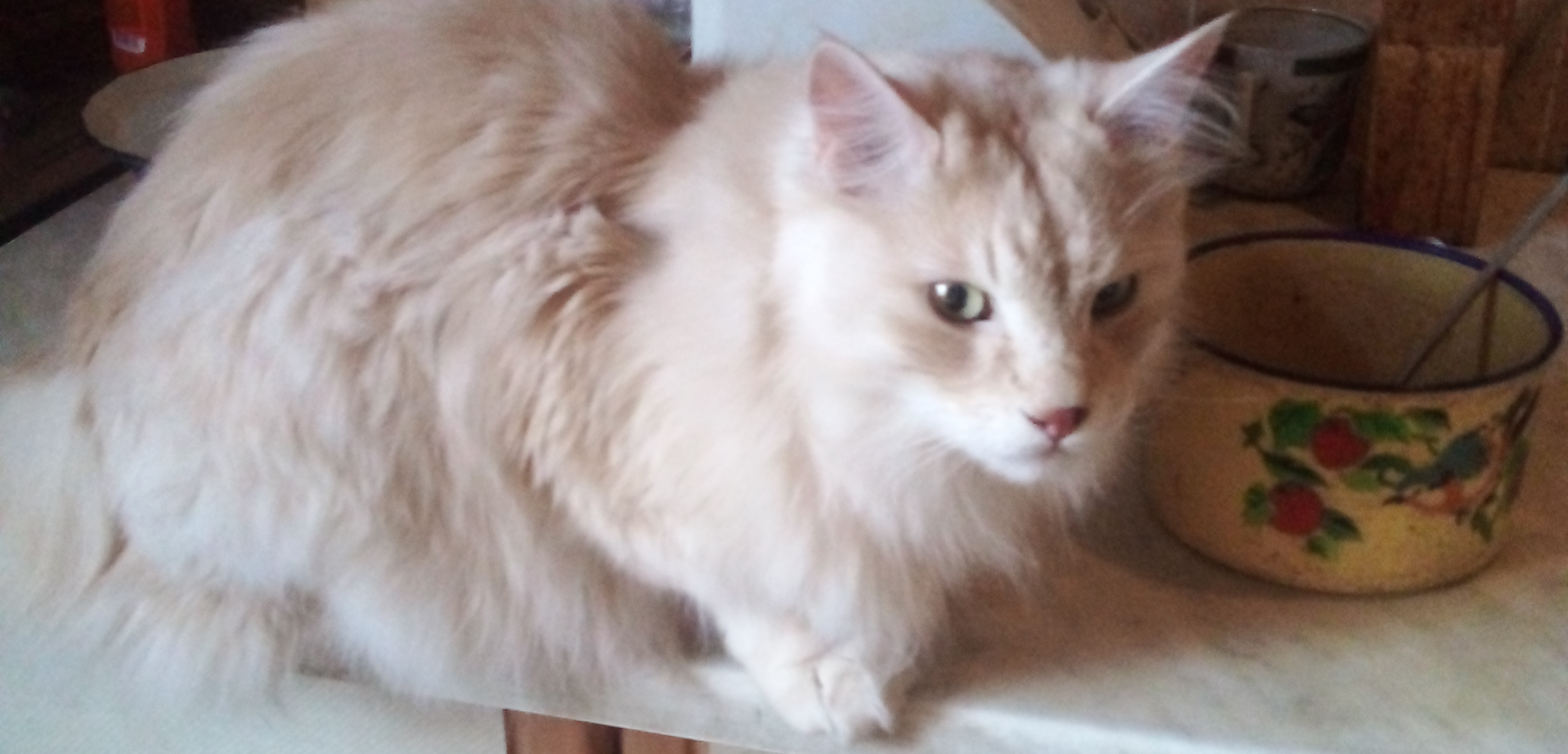 Фото питомца: курильский бобтейл Барон ждет завтрак