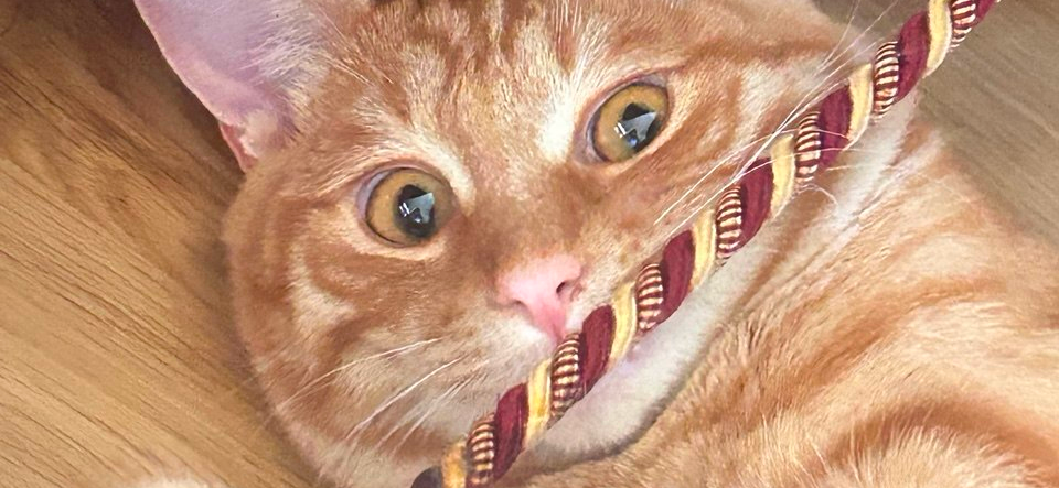 Фото питомца: курильский бобтейл Бонифаций играет и отдыхает в любимом кресле