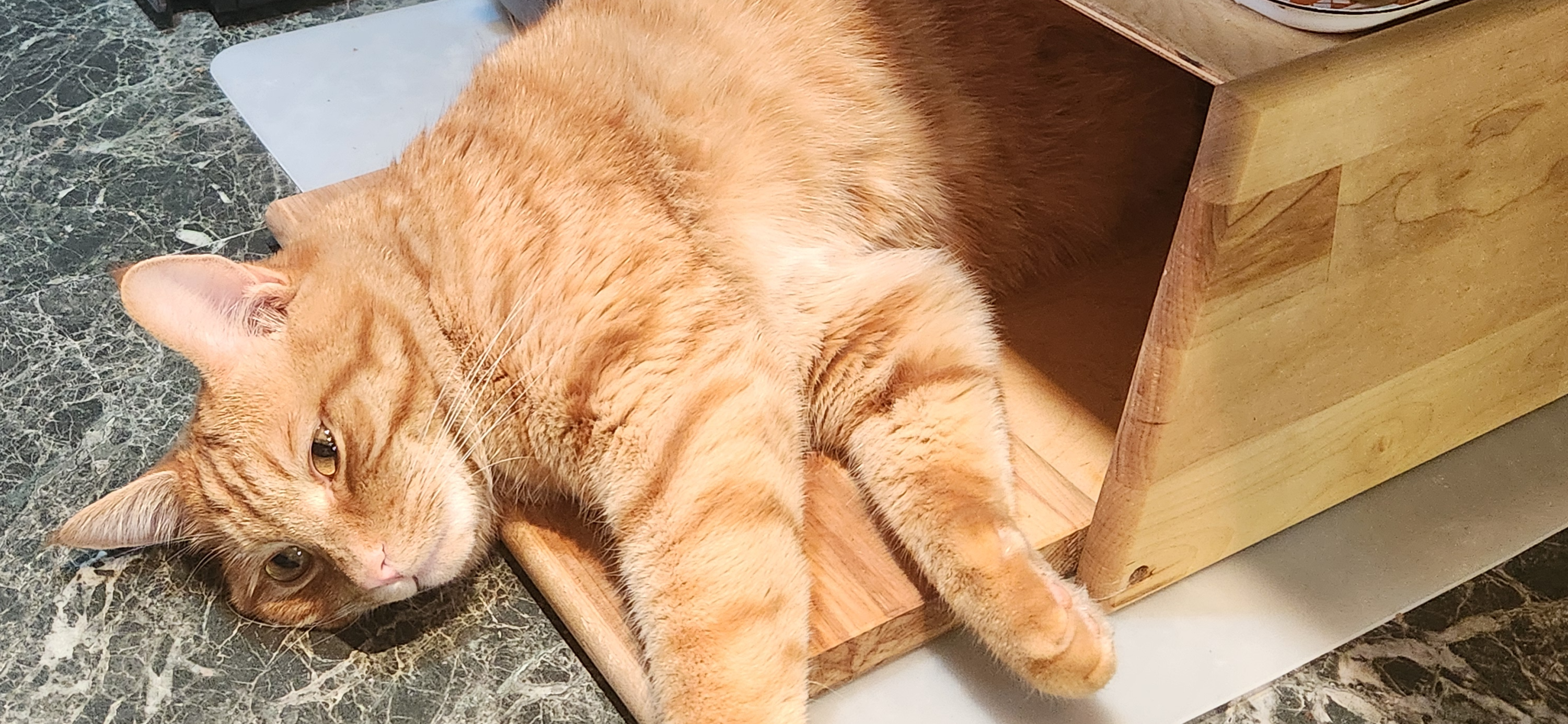 Фото питомца: курильский бобтейл Бонифаций на кухне