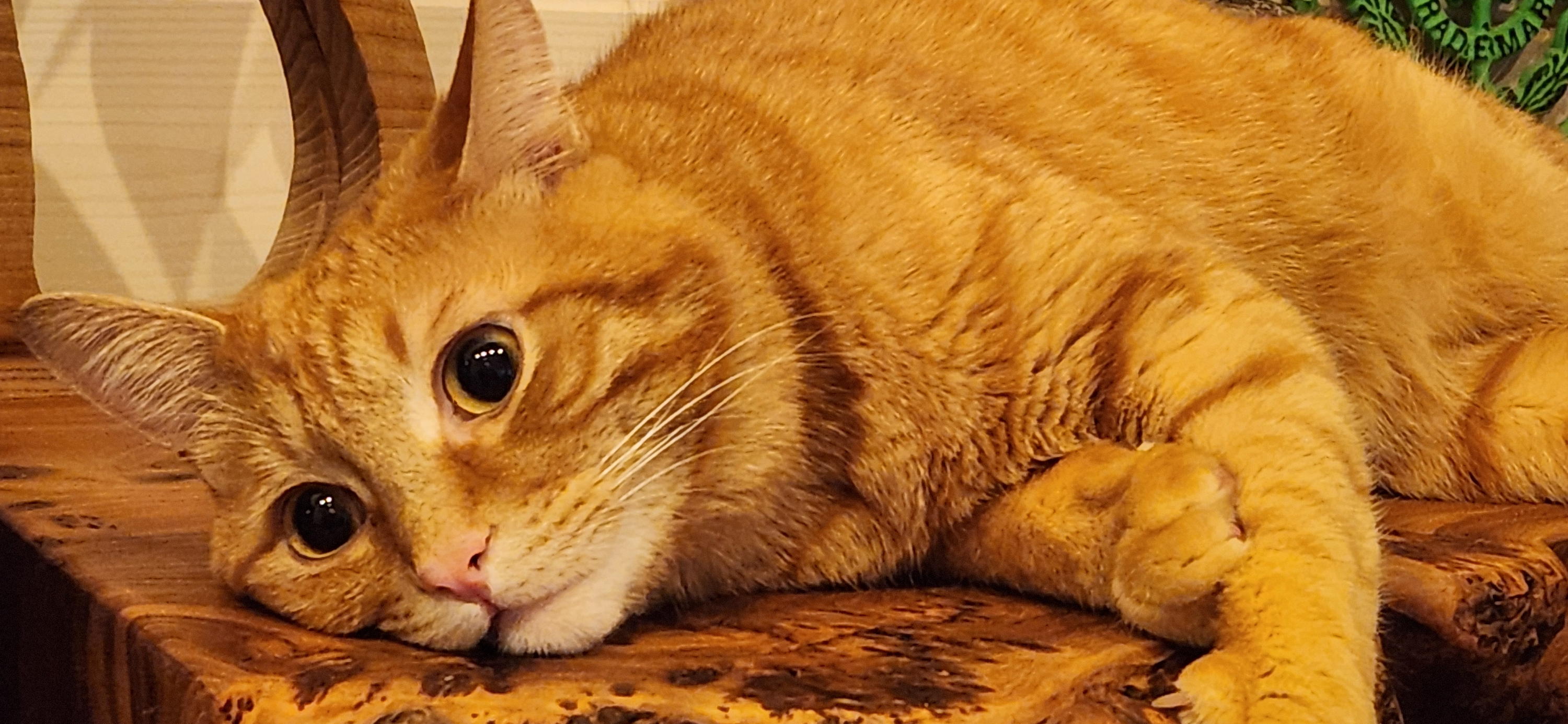 Фото питомца: курильский бобтейл Бонифаций решил, что он отлично вписывается в интерьер дома