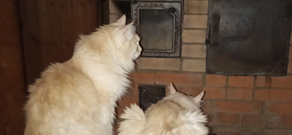 Фото питомцев: курильские бобтейлы Барон и Батон устроились около теплой печки