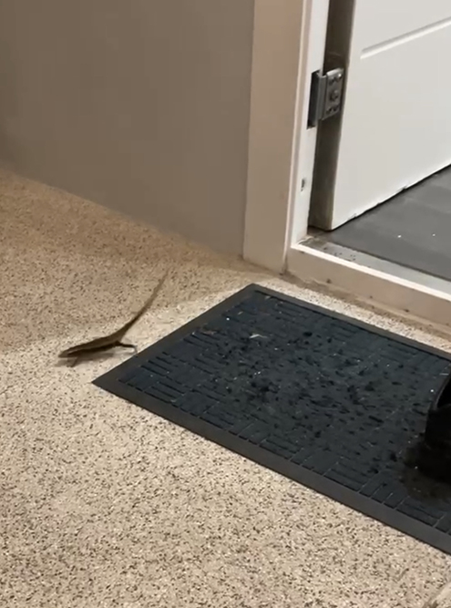 А это ящерица, которая спаслась от змеи, выбегает из апартаментов