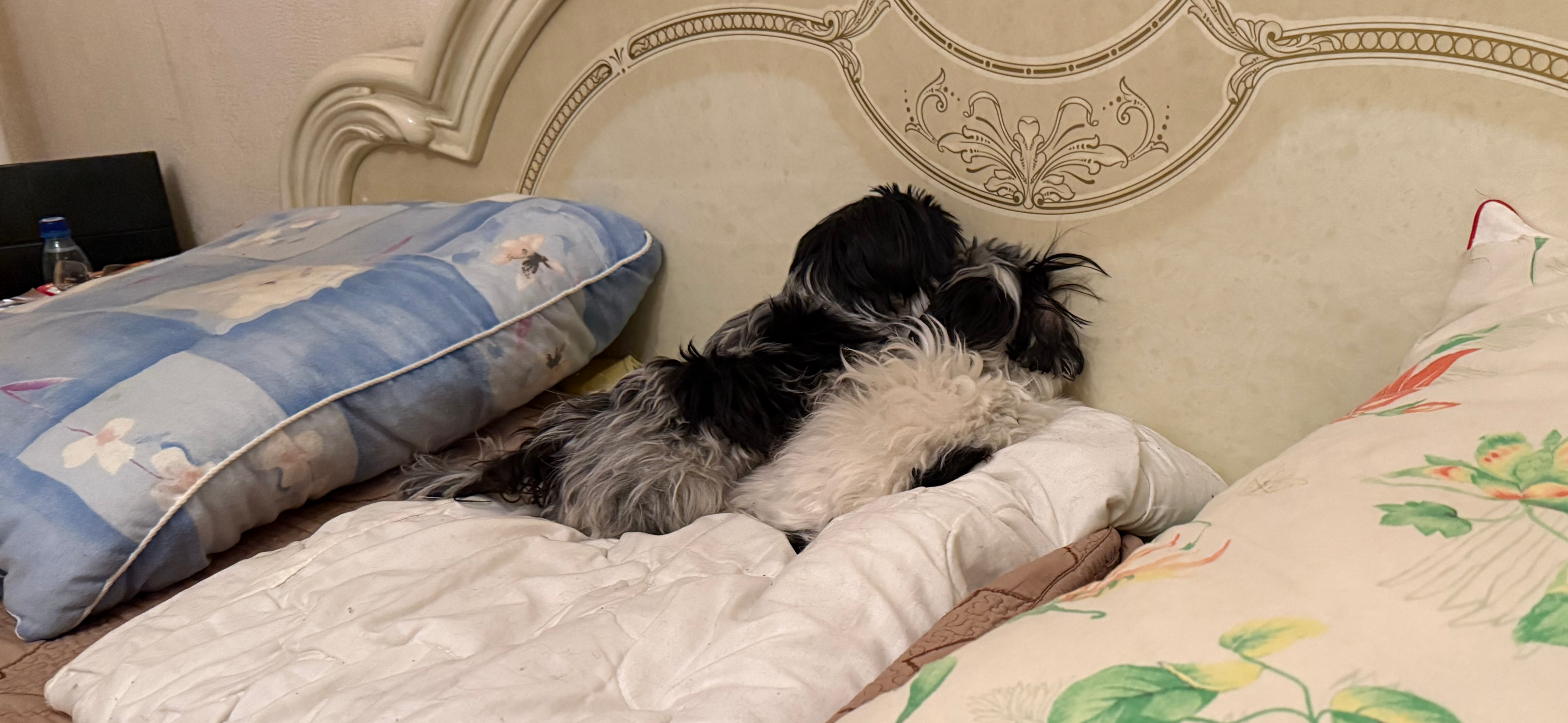 Фото питомцев: болонки Шустрик и Мямлик спят в обнимку