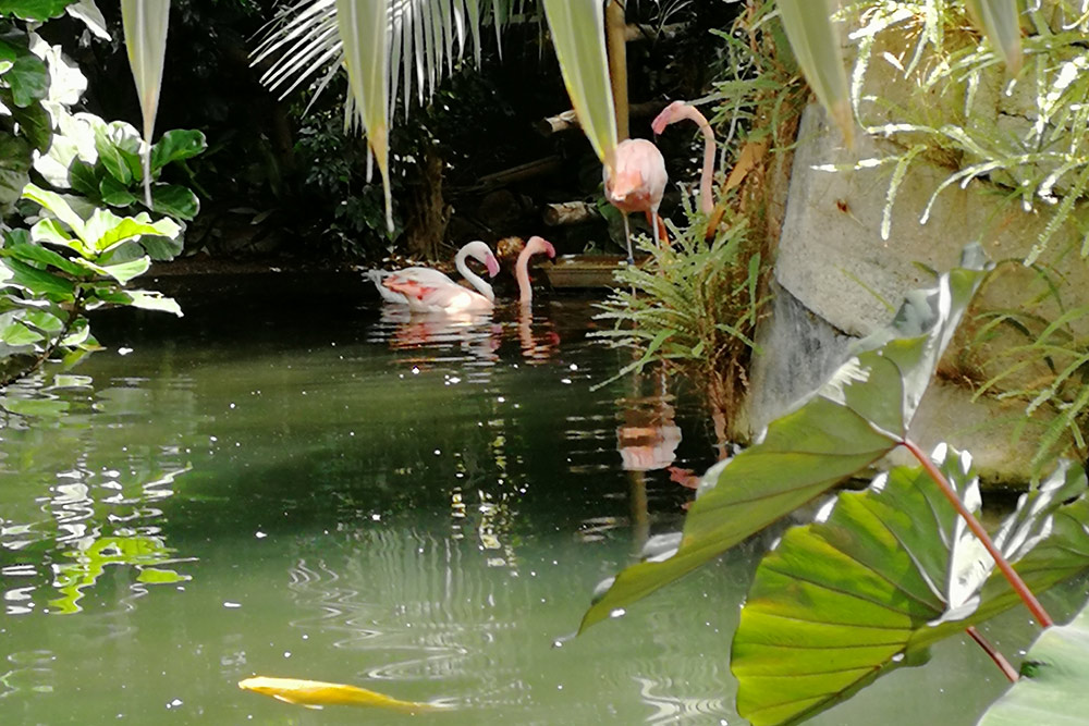 Фламинго и черные лебеди — самые интересные обитатели парка