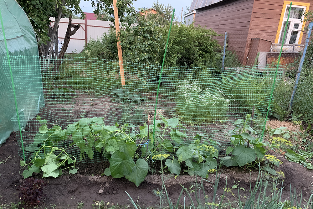 Огородная часть в этом сезоне: зелень, огурцы, редиска. Половину огородной части занял парник с томатами