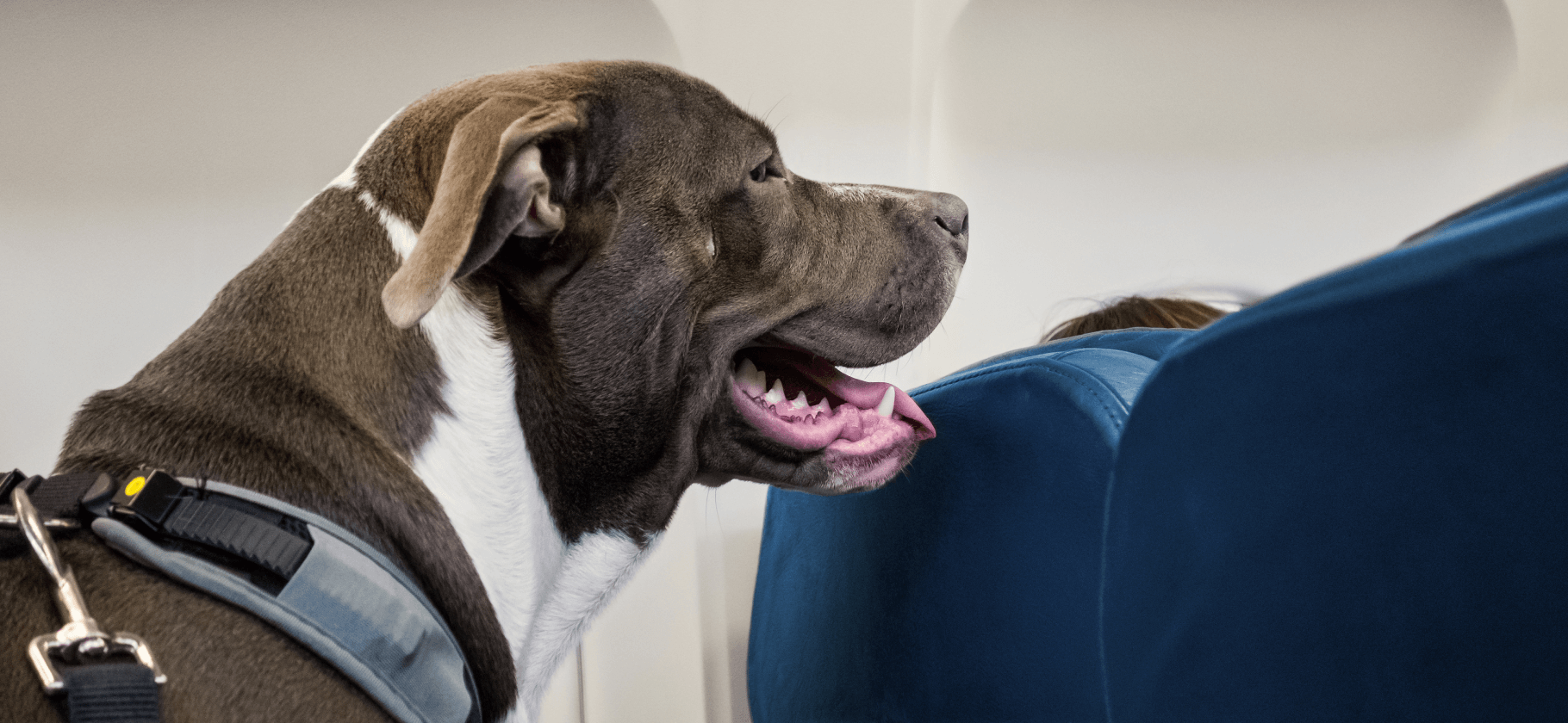 Как перевозить животных в самолете: правила 10 авиакомпаний