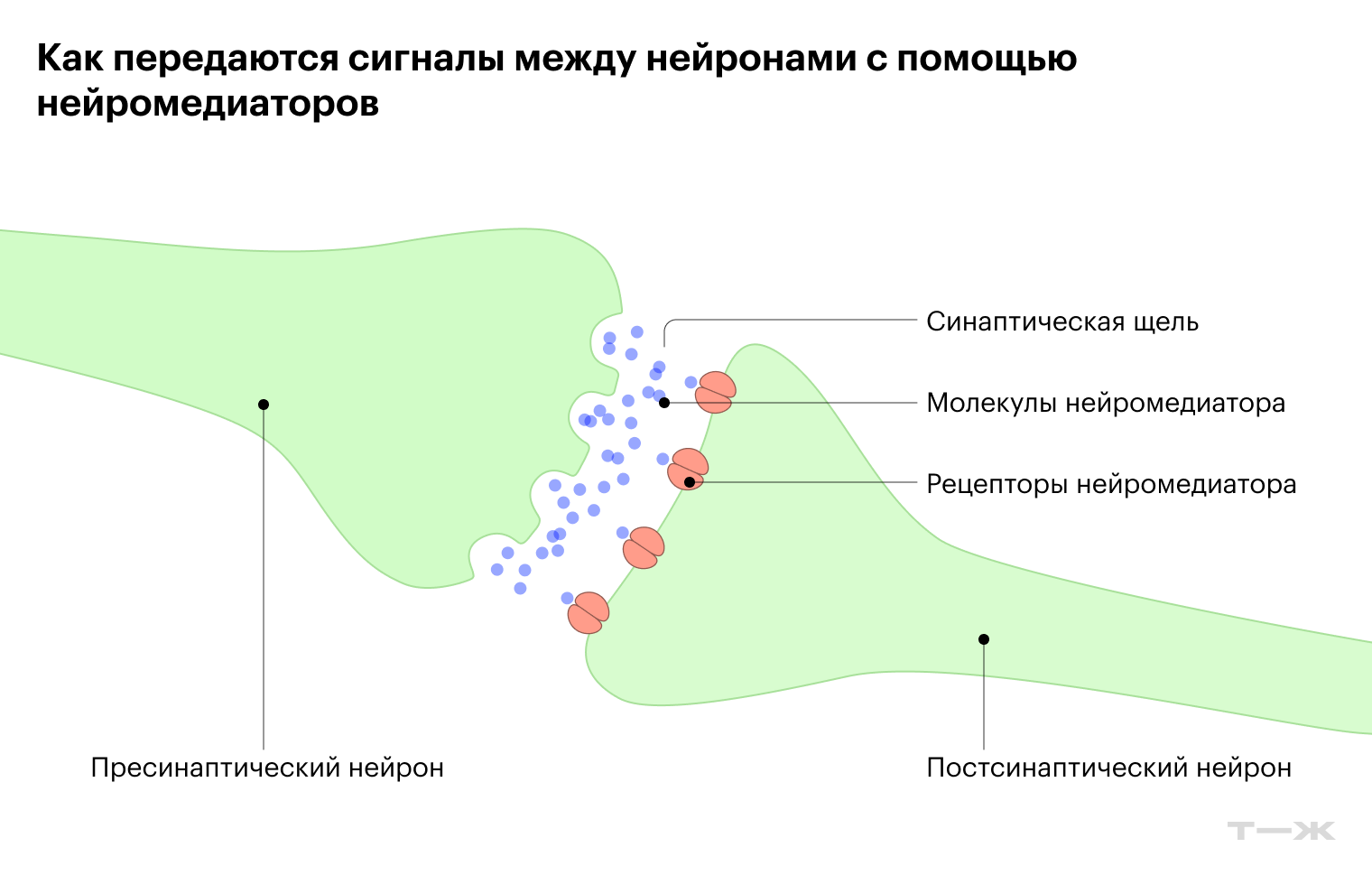 Связь двух нервных клеток
