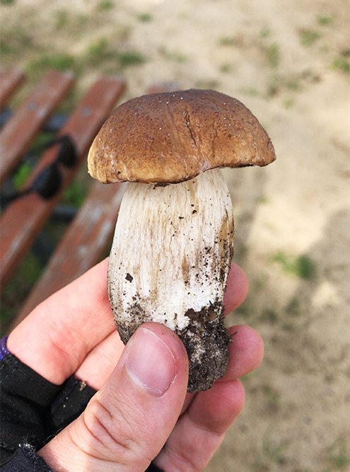 Мой первый белый гриб