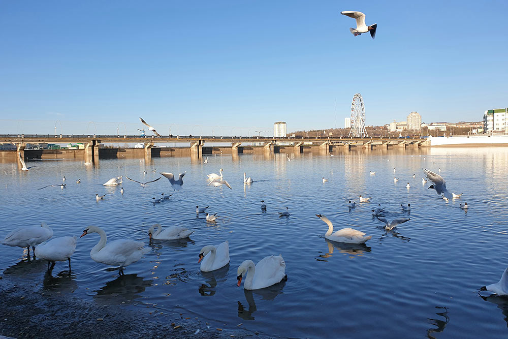 Местные жители любят подкармливать лебедей и вечно голодных чаек на заливе