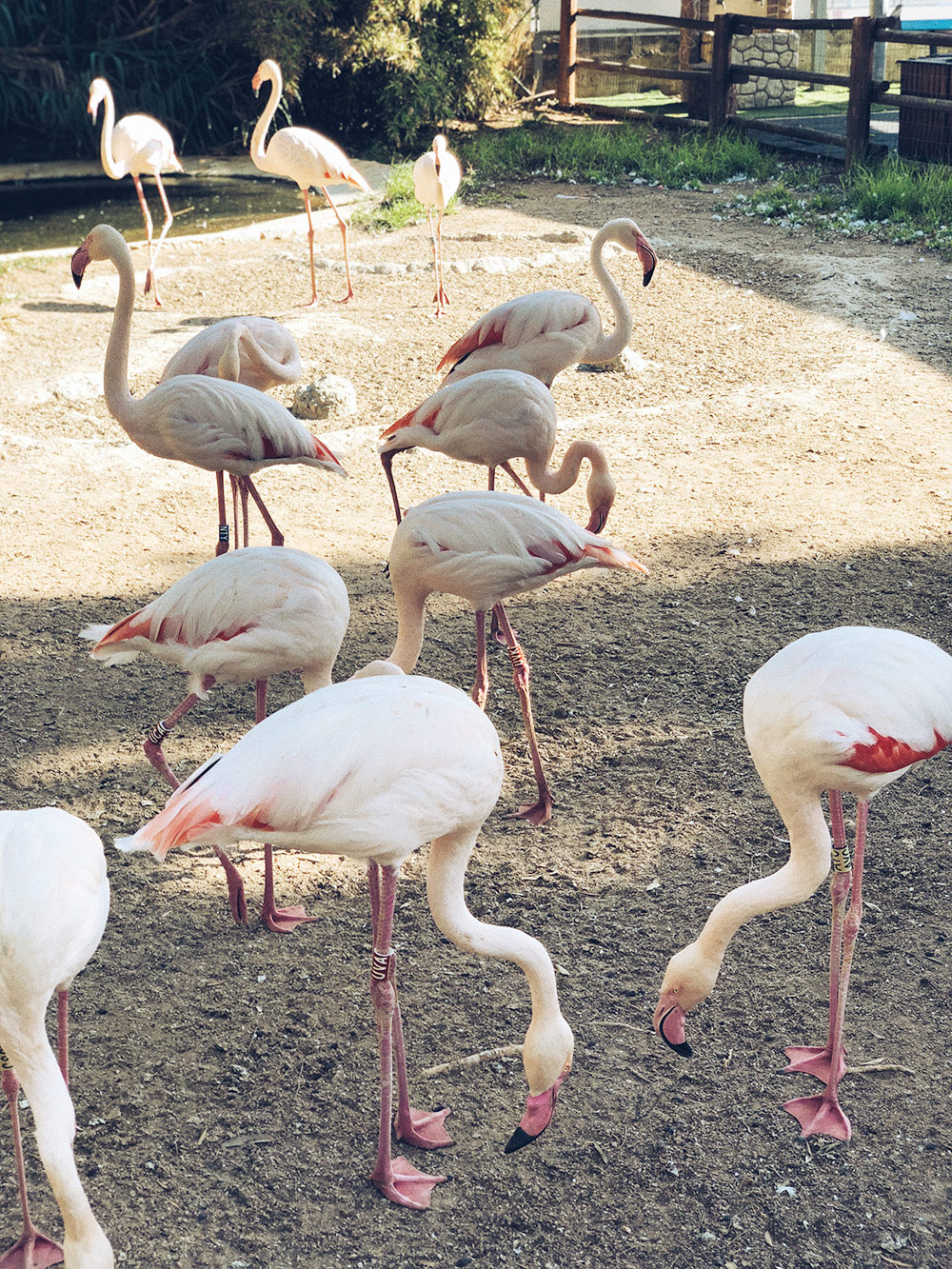 Розовые фламинго живут не только в зоопарке Лимасола, но и прилетают зимовать на соленые озера Лимасола и Ларнаки