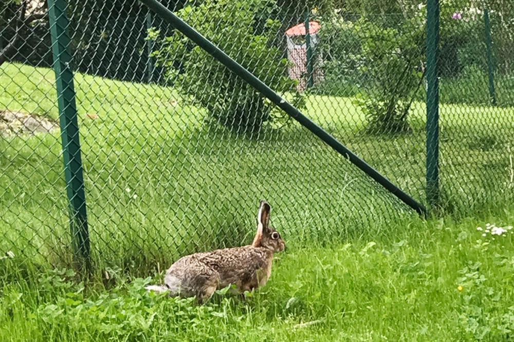 В Гетеборге настолько хорошая экология, что даже зайцы не боятся бегать по городу. Этого я встретила прямо во дворе дома